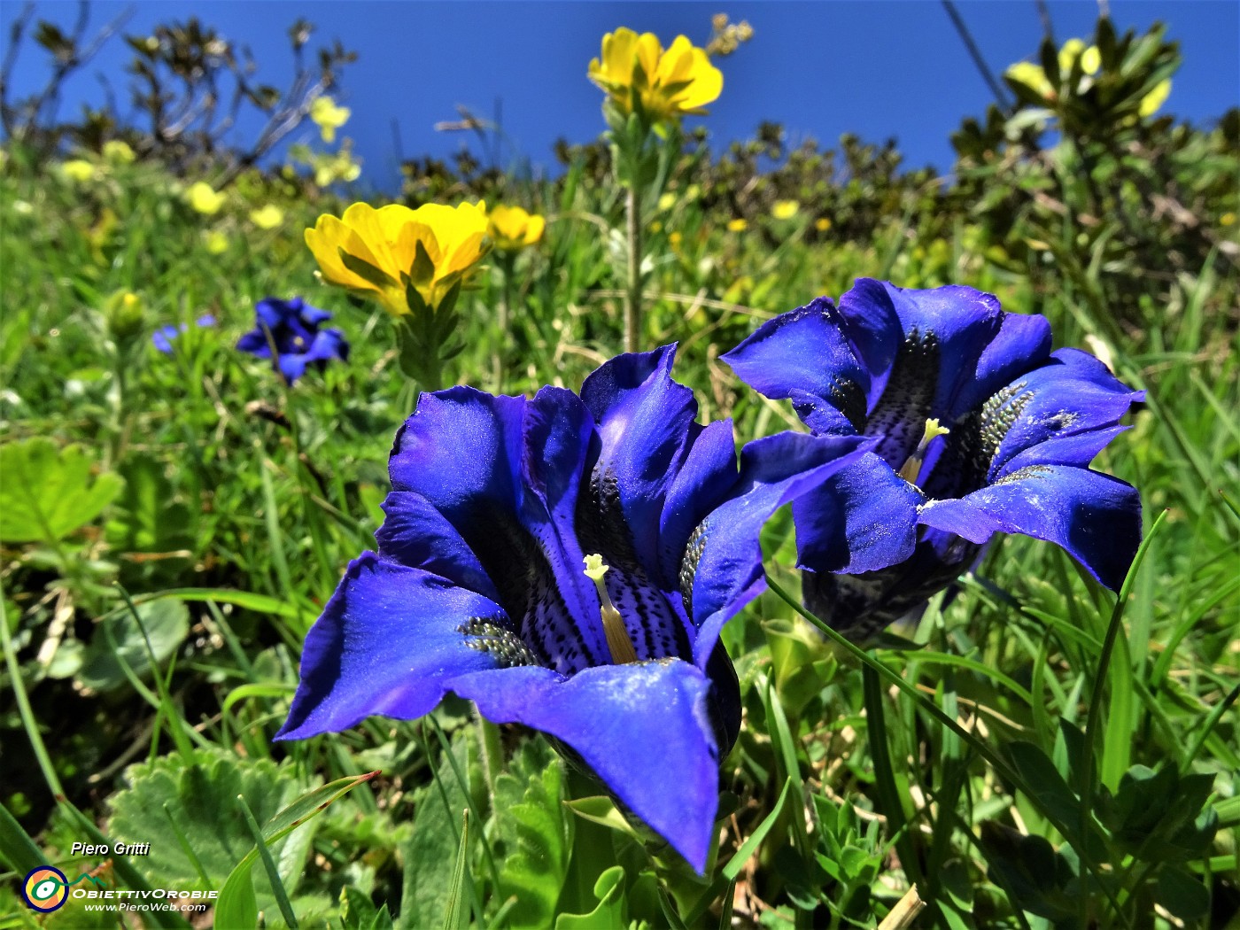 26 Gentiana acaulis (Genziana di Koch).JPG